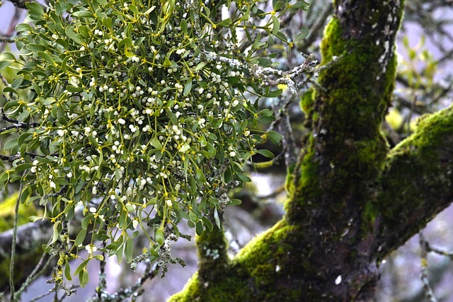 Mistletoe and oak